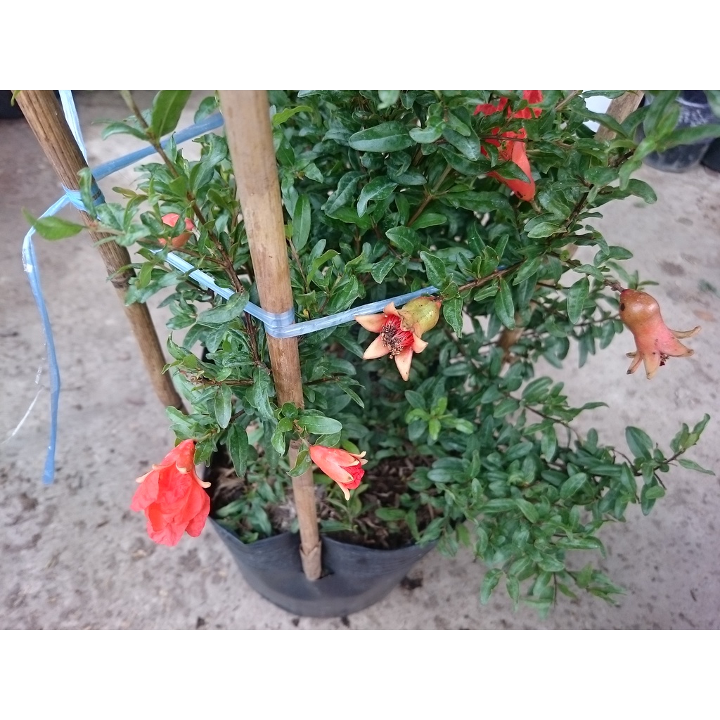 Cây lựu kiểng - cây cảnh để bàn - caykiengsadec
