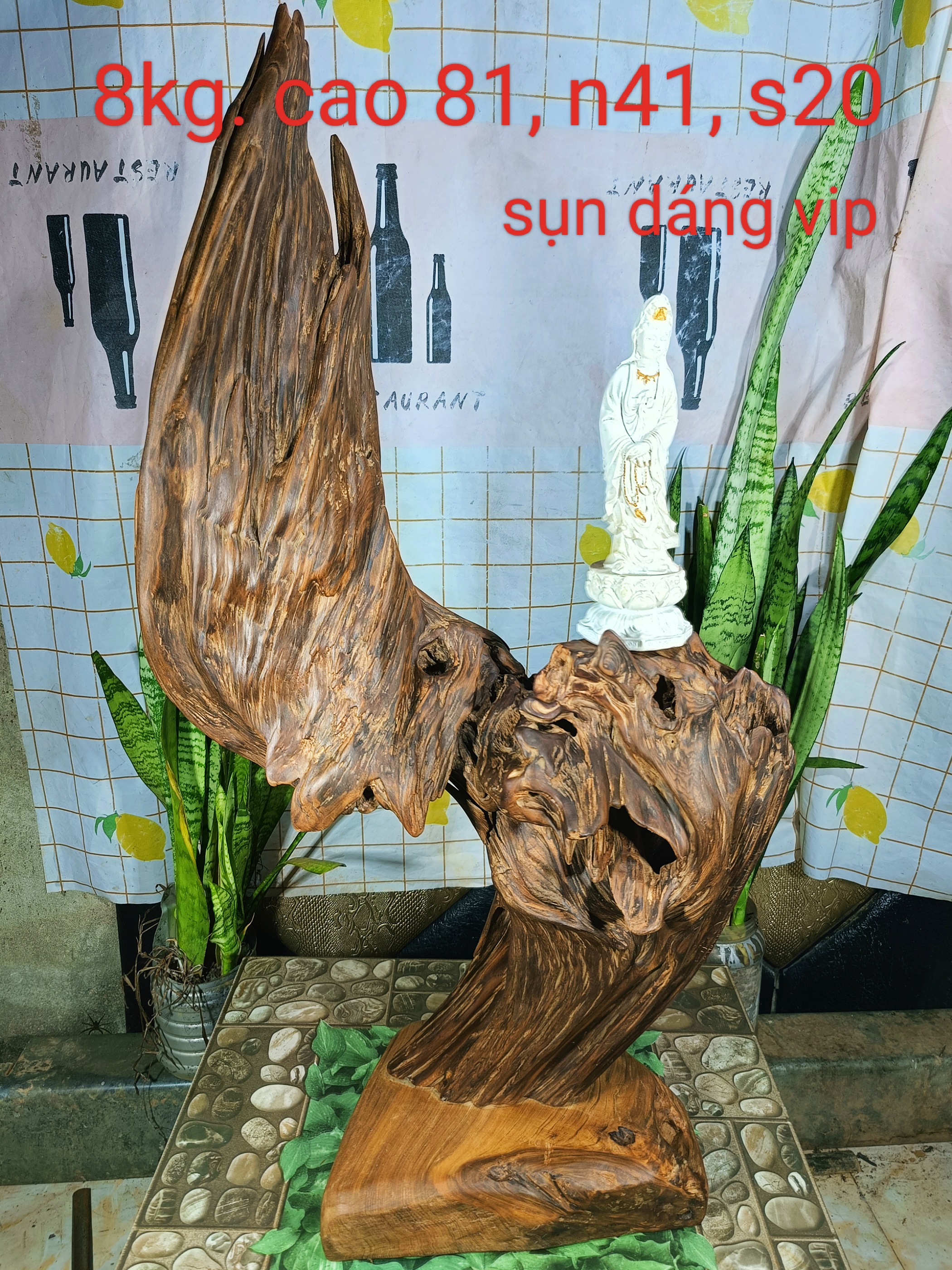 lũa gỗ thơm ngọc am đỏ hà giang, dáng phiêu