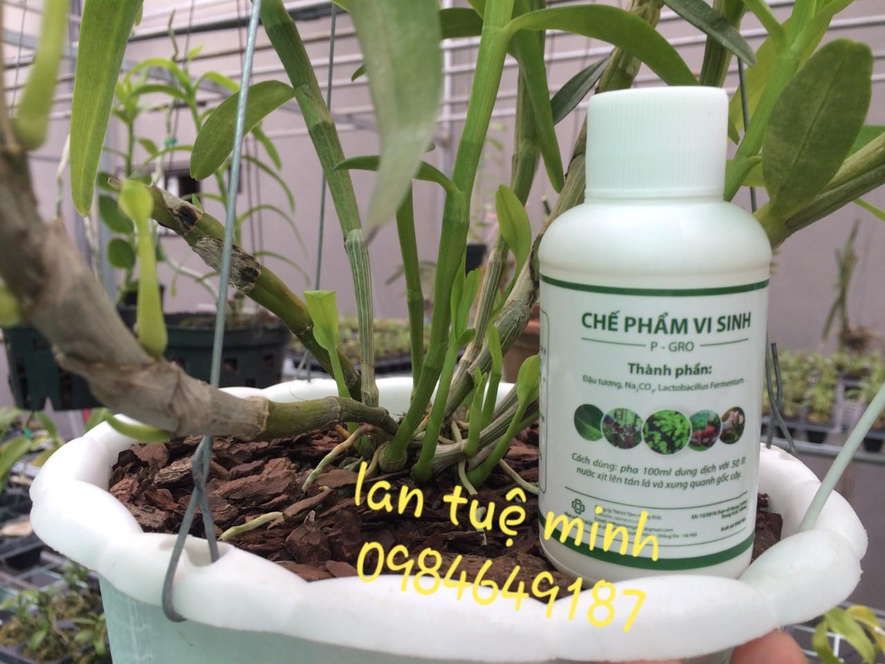 Chế phẩm vi sinh từ đậu tương P-GRO 100ml