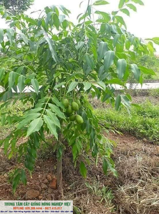 Cây giống cóc thái siêu sớm 6 tháng ra quả