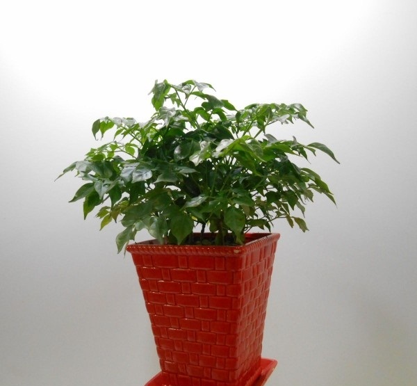 Cây Hạnh Phúc ( Mini ) - Cây cảnh mini để bàn