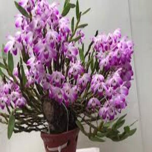 NGUYÊN CHẬU( 1 GIÒ )LAN HOÀNG THẢO ĐÙI GÀ TRỒNG THUẦN, HOA NỞ TẾT, SIÊU ĐẸP - NCHLDGTTSD