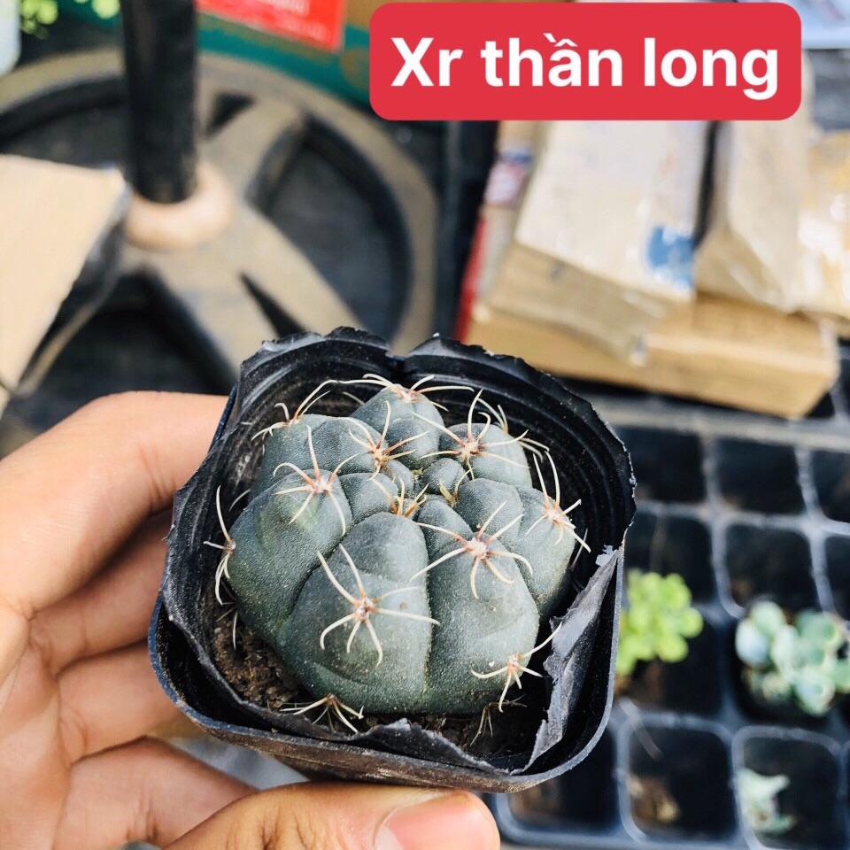 Xương rồng thần long