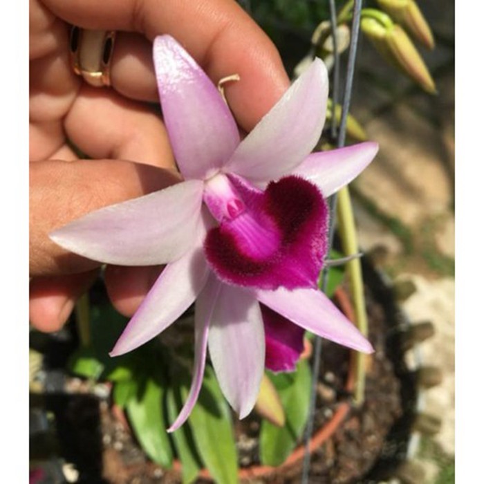 Hoa phong lan châu như lưỡi bệt