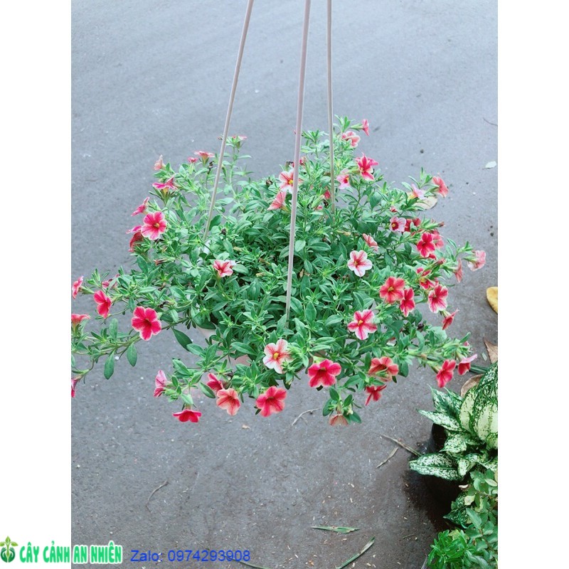 Chậu Hoa Triệu Chuông
