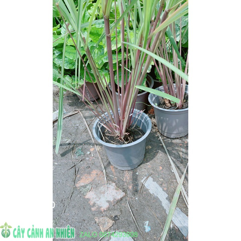Chậu sả thái