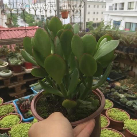 Sen Đá Thạch Bích Chậu Lớn