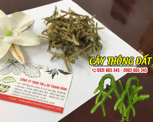 Cây Thông Đất Khô 1KG - Thảo Dược Thanh Bình
