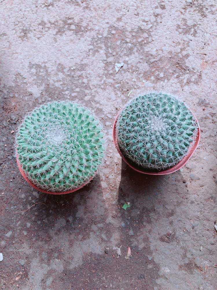 Combo 2 Cây Xương Rồng
