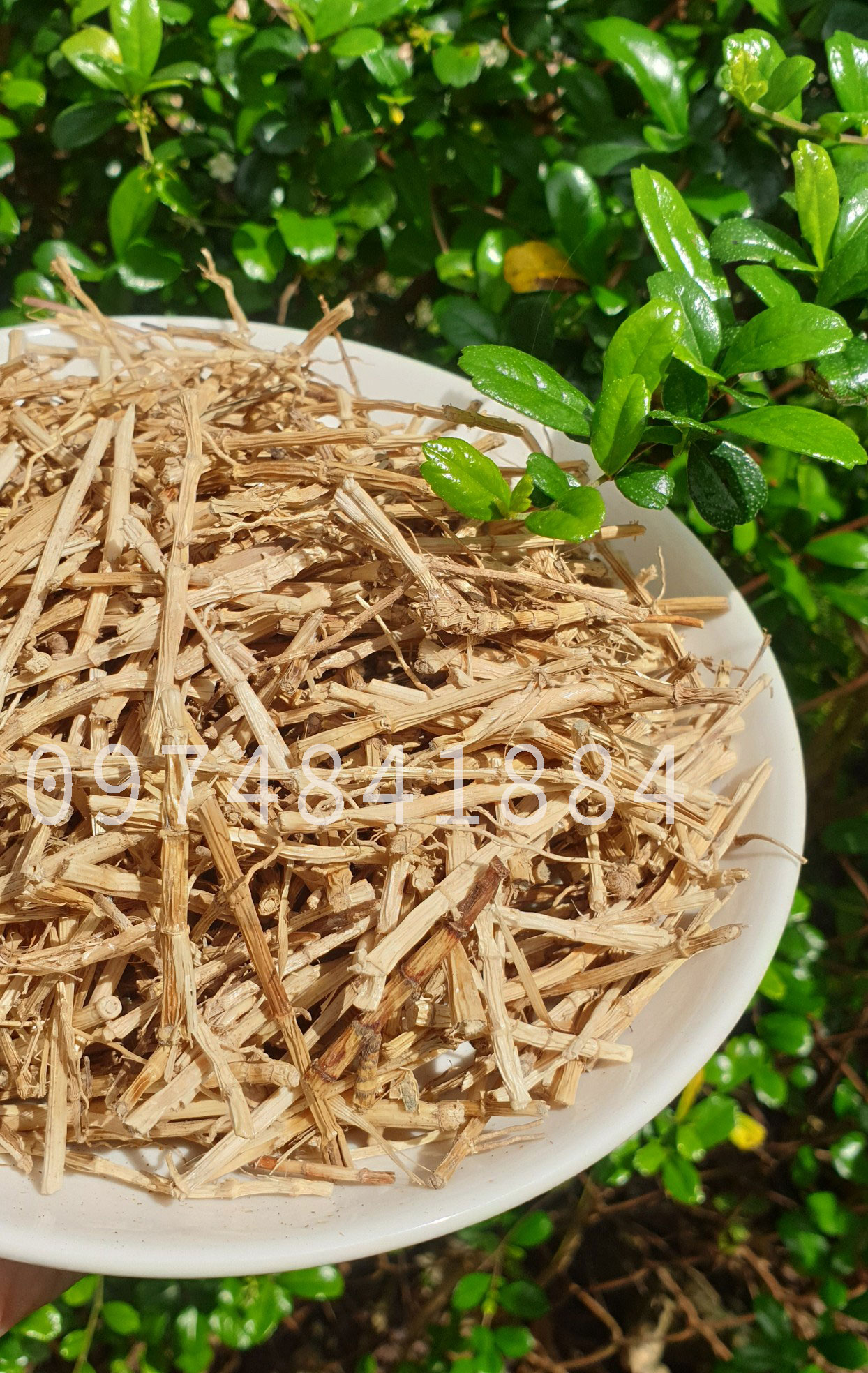 [Tết 2022]500g Rễ cỏ tranh khô