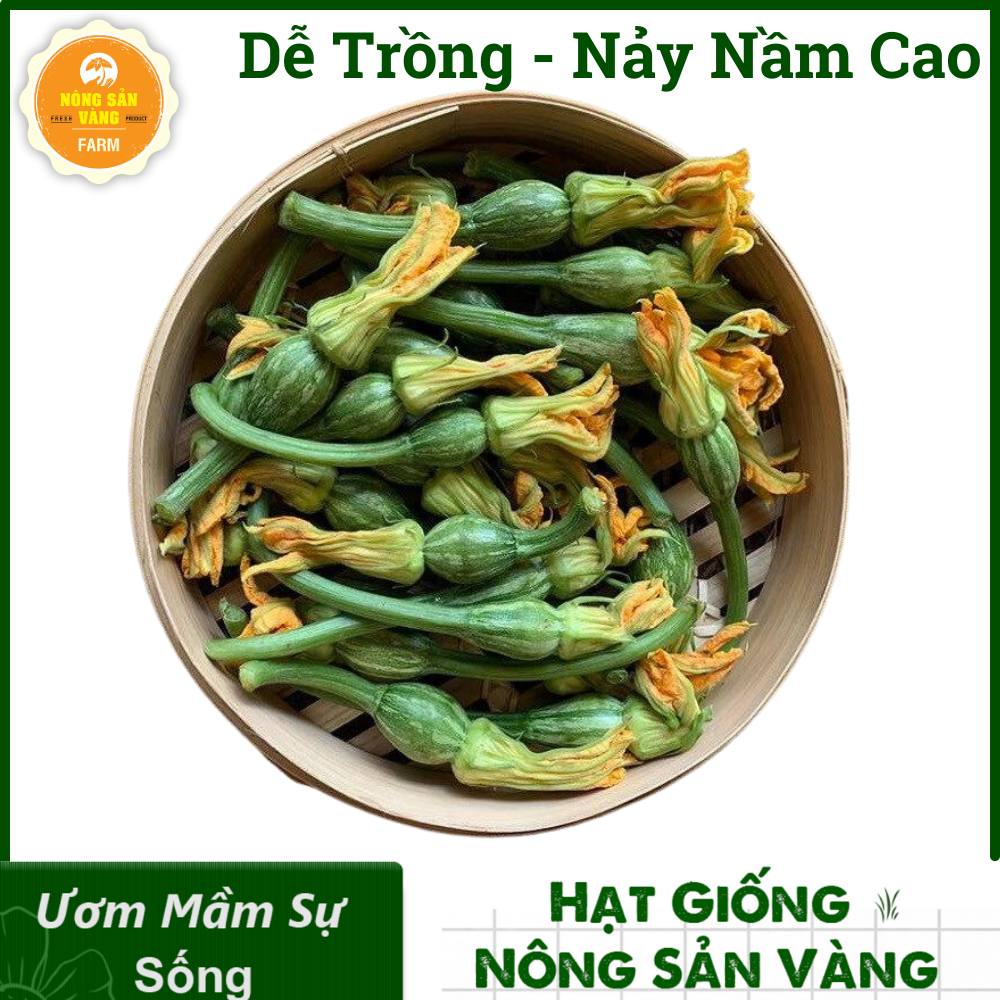 Seeds pumpkin super Bud, , crispy, pumpkin Bud dress non sweet, easy to grow and care, disease-resistant good