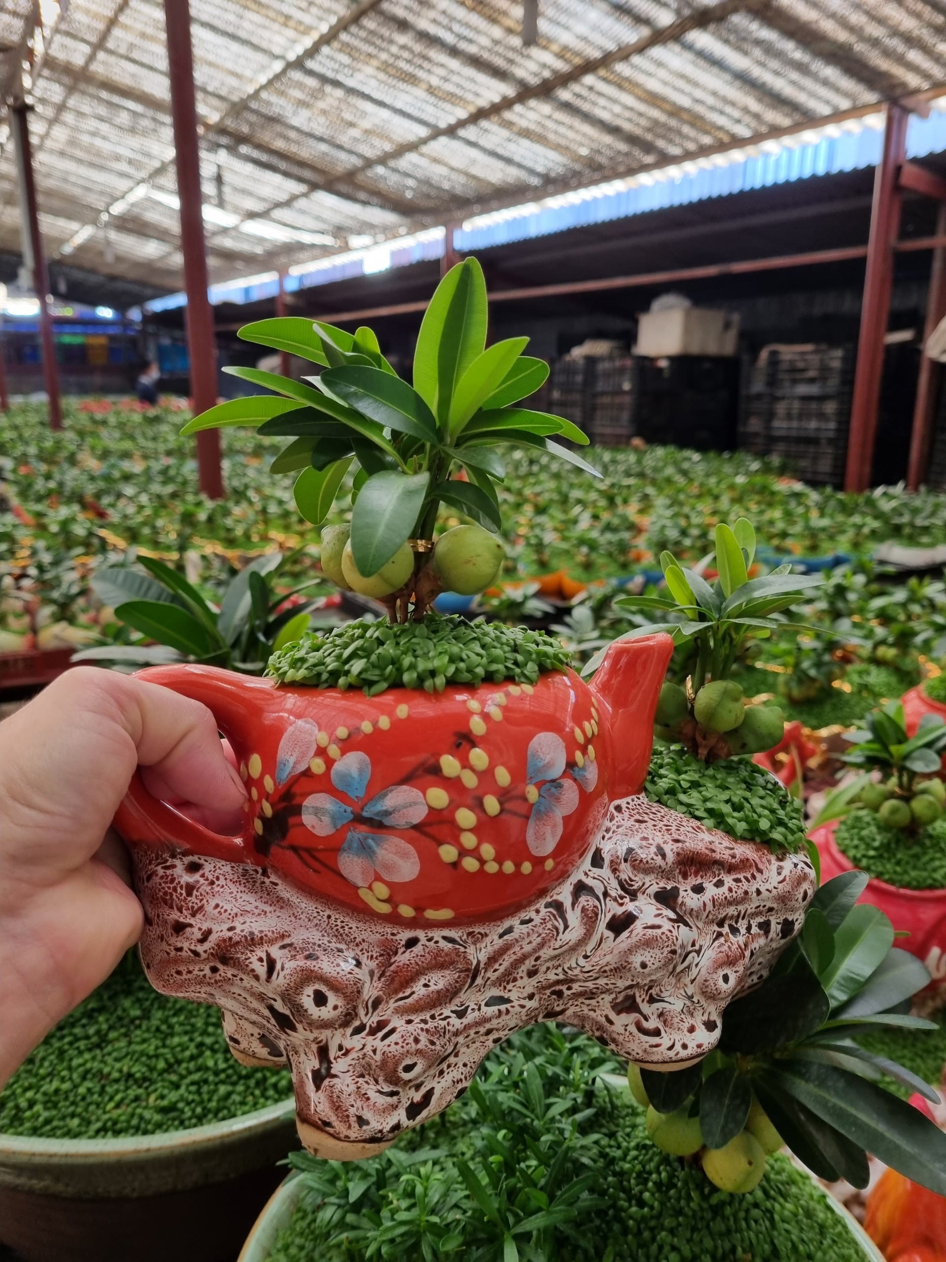 Cây tài lộc bình trà / cây phong thủy để bàn
