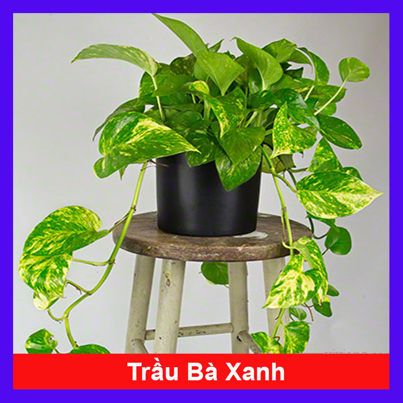 Cây trầu bà xanh - cây cảnh mini