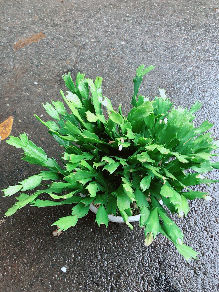 Chậu Hoa Quỳnh