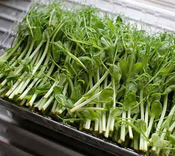 Hạt giống mầm đậu hà lan giá rẻ