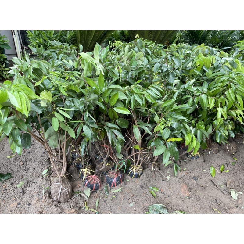 Cây vải thiều chiết cành to