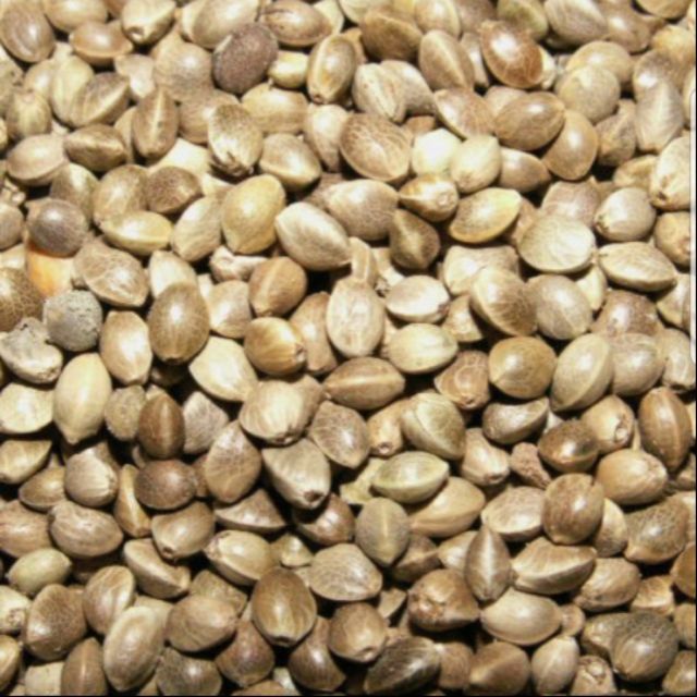 Hạt láng cho pets 100g