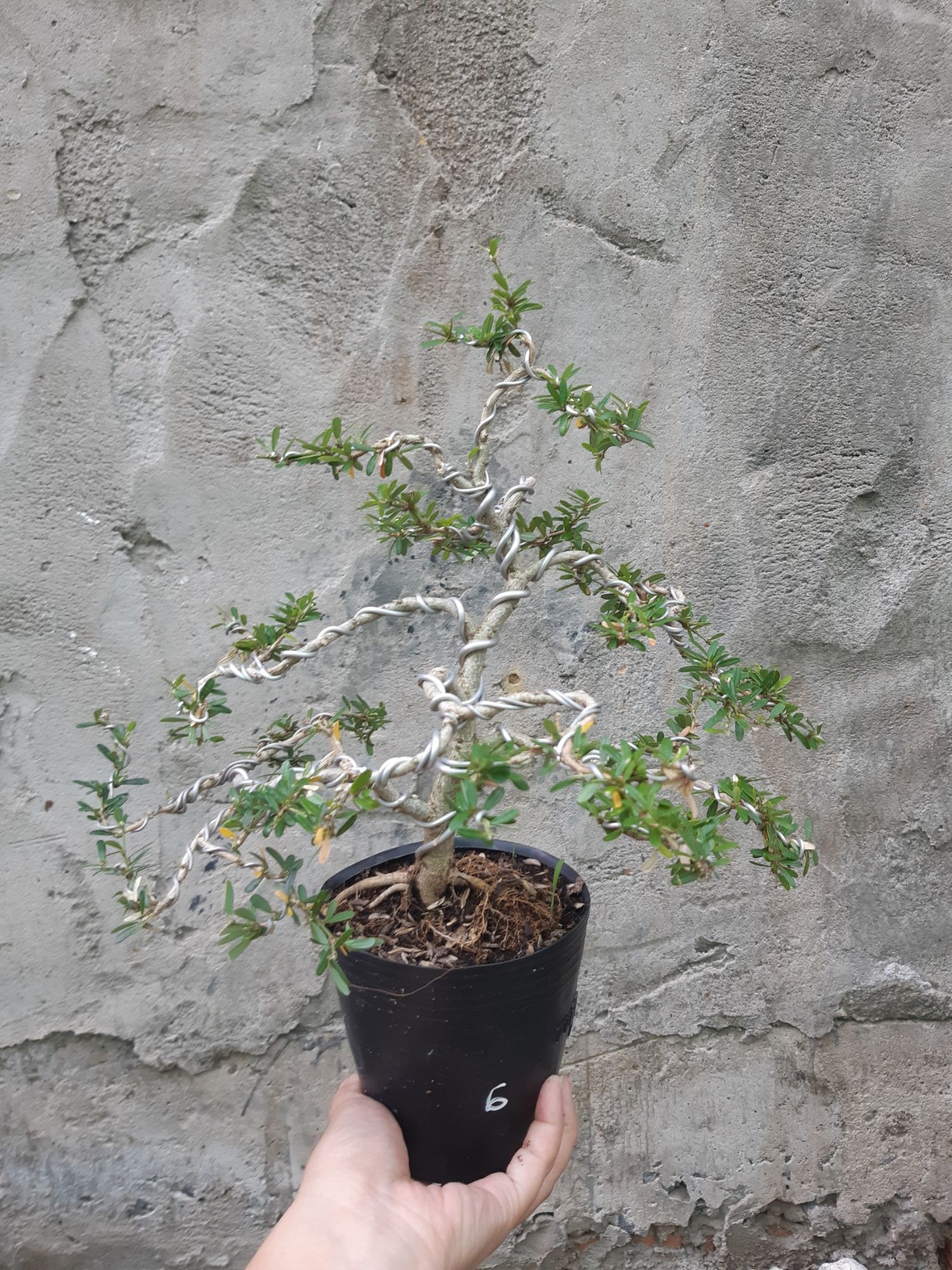 linh sam bonsai mini
