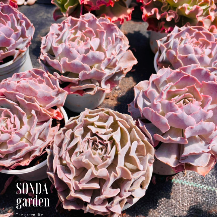 SEN ĐÁ VIOLET ROSE SIZE TRUNG BÌNH KHỎE ĐẸP LỖI 1 ĐỔI 1