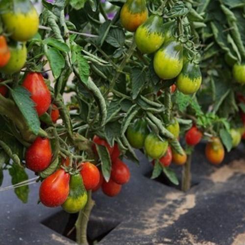 Bộ 2 Túi Hạt Giống Cà Chua Trái Lê Đỏ. Mỗi Túi 30 Hạt Năng Xuất Cao - Nhiều Dinh Dưỡng .