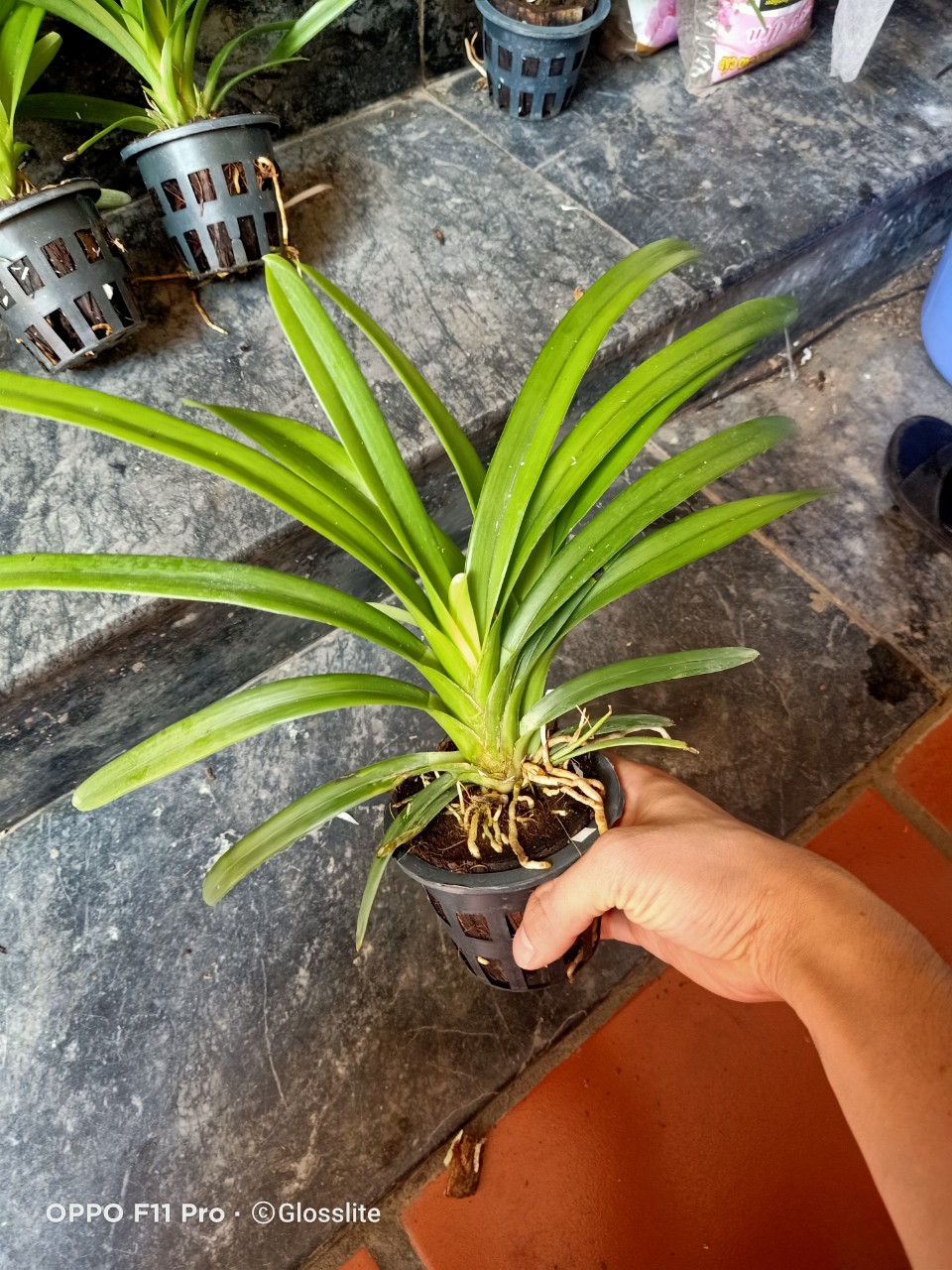 Lan Giống Kiem Jindamanee Tự Thụ cây 52