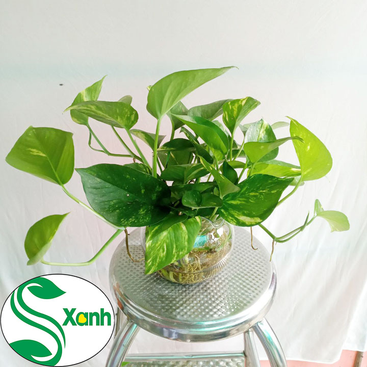 Trầu Bà Thủy Sinh Để Bàn, Cây Cảnh Thủy Sinh