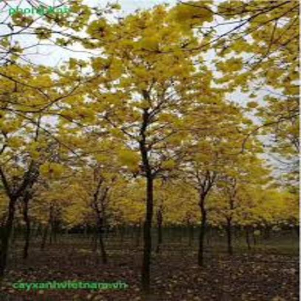 COM BO 3 CÂY GIỐNG PHONG LINH VÀNG