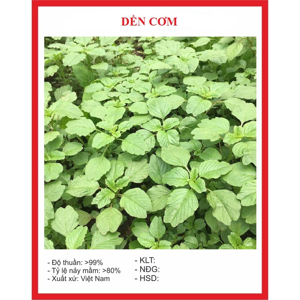 Hạt giống rau dền cơm /Gói 10gram