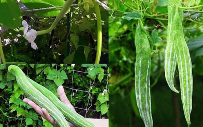[ Siêu Hạt Giống ] Hạt giống lặc lè Thái cao sản