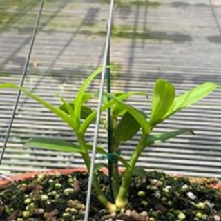 Hoa lan -5ctho(hiển oanh) cao15cm,ươm tự thân mẹ thumbnail