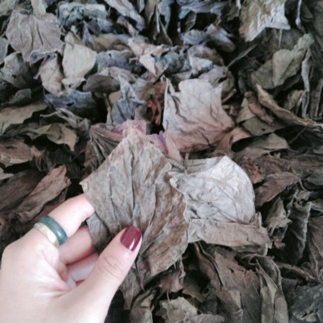 100gr bột lá trầu không xông hơ sau sinh