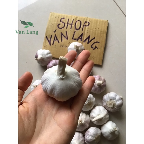 Tỏi khô củ to chắc thơm ngon túi 500g - Loại 1