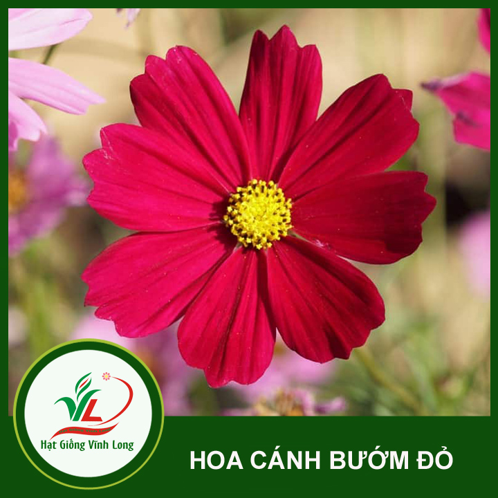 Hạt giống hoa Cánh bướm đỏ RD 868 - 0,1g
