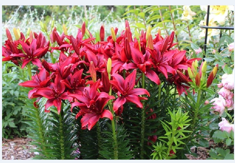 Combo 5 củ giống hoa ly lùn màu đỏ