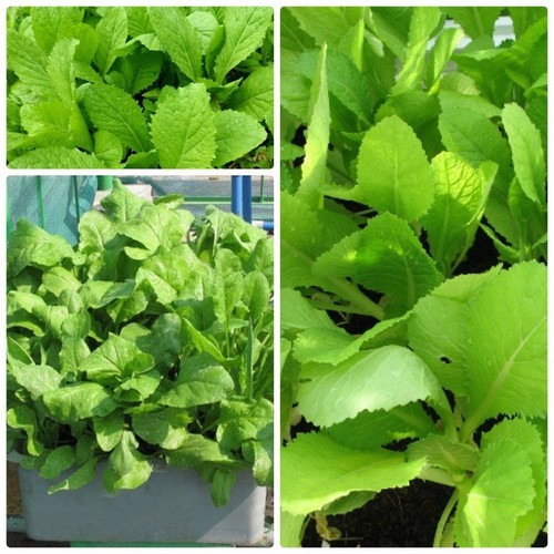 Gói 1kg Hạt Giống Cải Bẹ Vàng