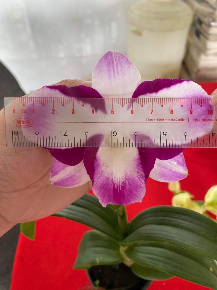 Den lai catt nữ hoàng