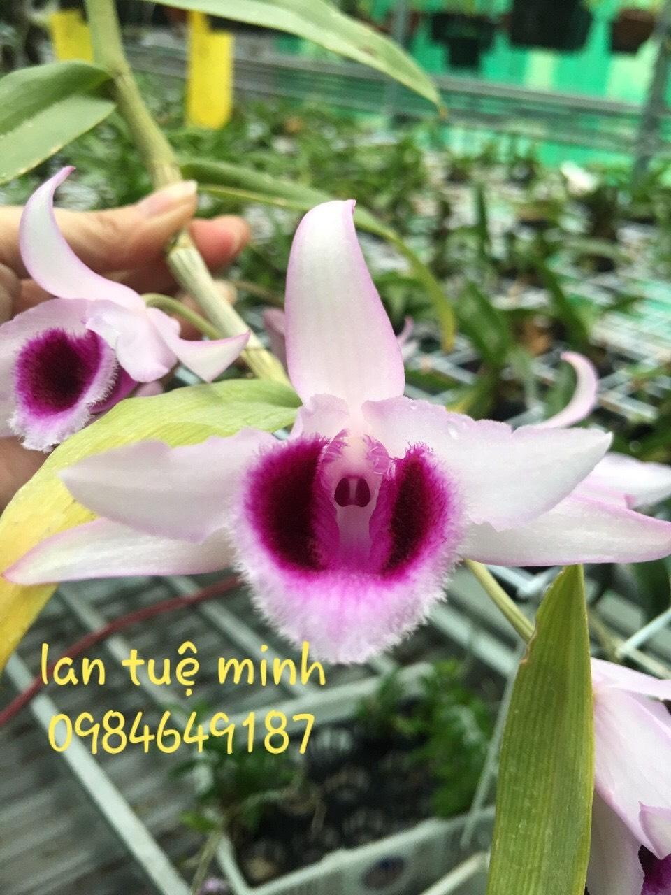 b1 Thái cho lan  Super B1 - Công thức siêu ra rễ 500ml
