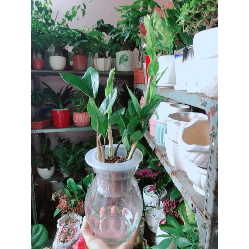 [HCM]Chậu Cây Kim Tiền Thái Thuỷ Sinh