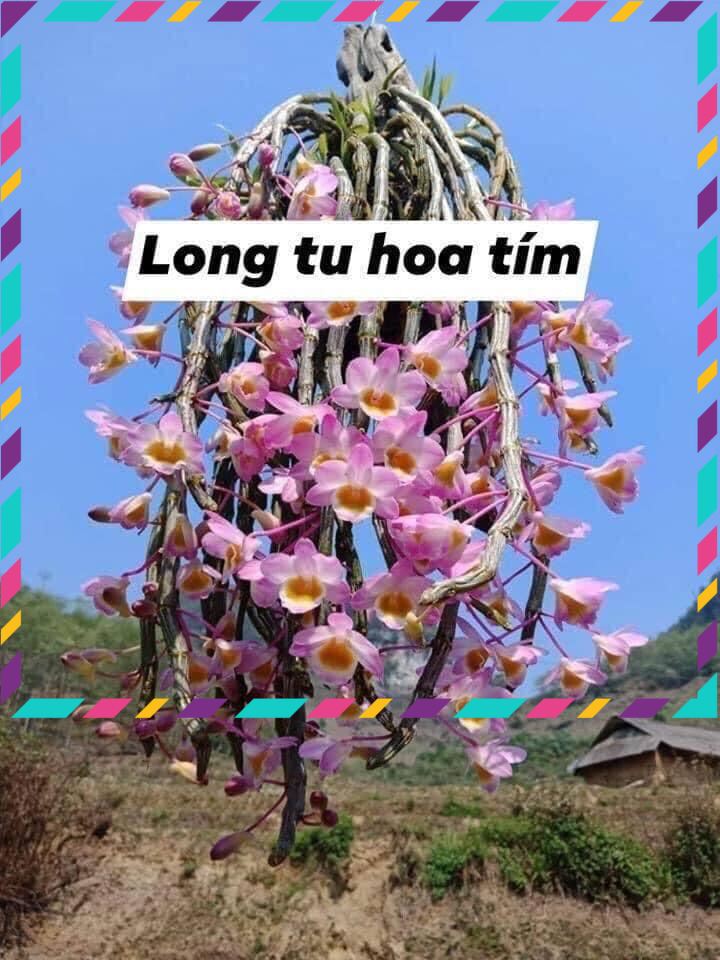 Hoa Lan long tu (1 khóm) qq