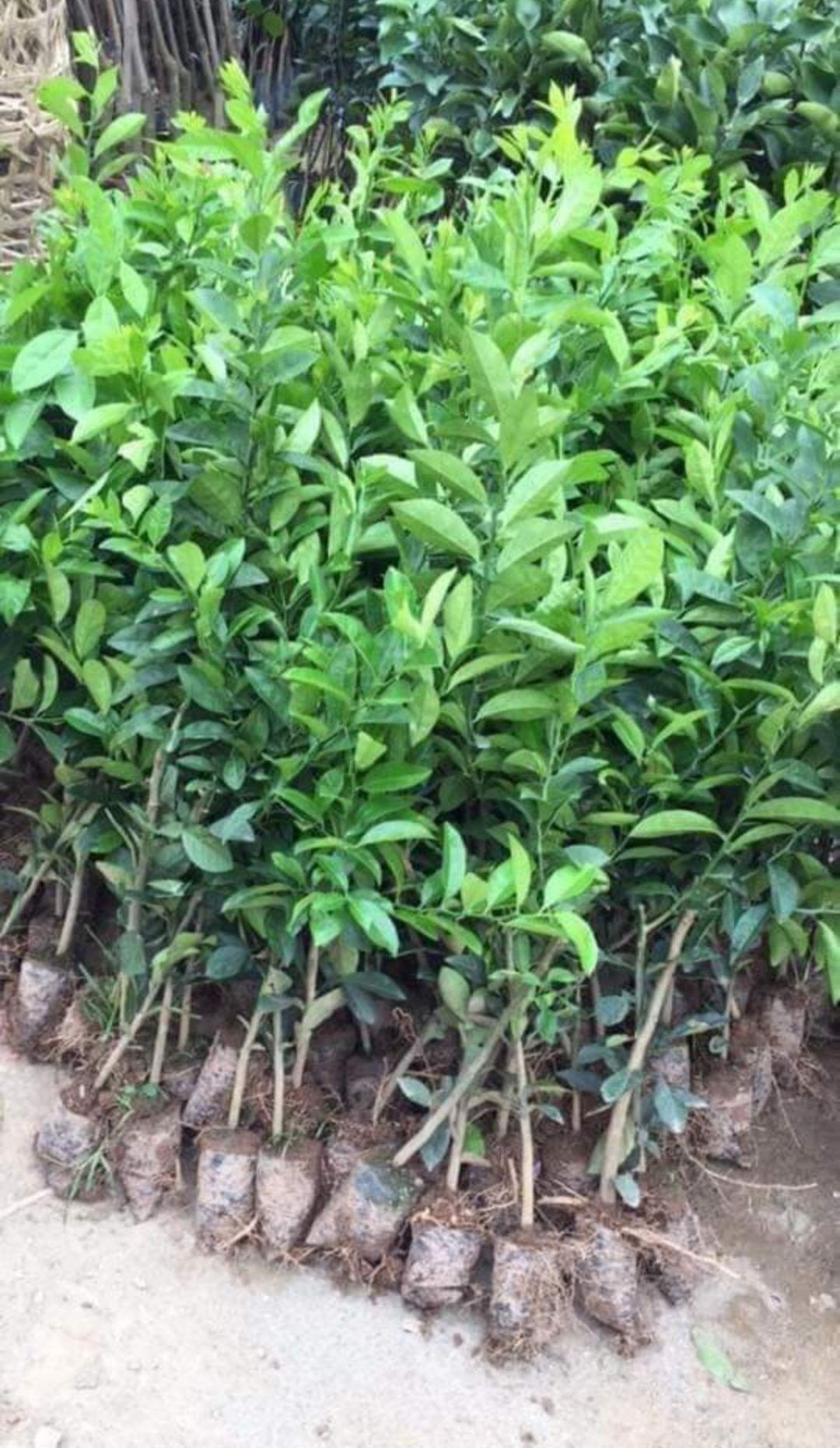 cây chanh tứ quí 1 cây ( đang trái)