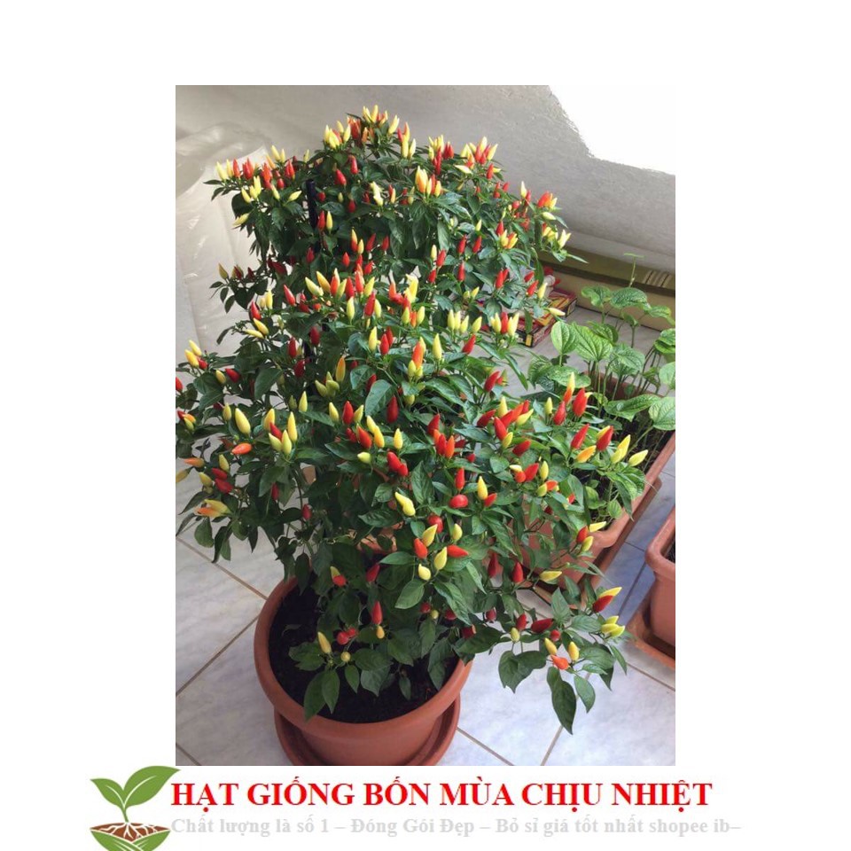 Hg17 20H - Hạt Giống Ớt Ngũ Sắc Ớt Kiểng Ngũ Sắc Đến Mùa Trồng Tết