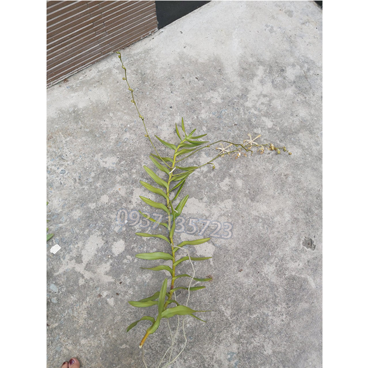[HCM]hoa lan bò cạp rằn -có 2 vòi hoa