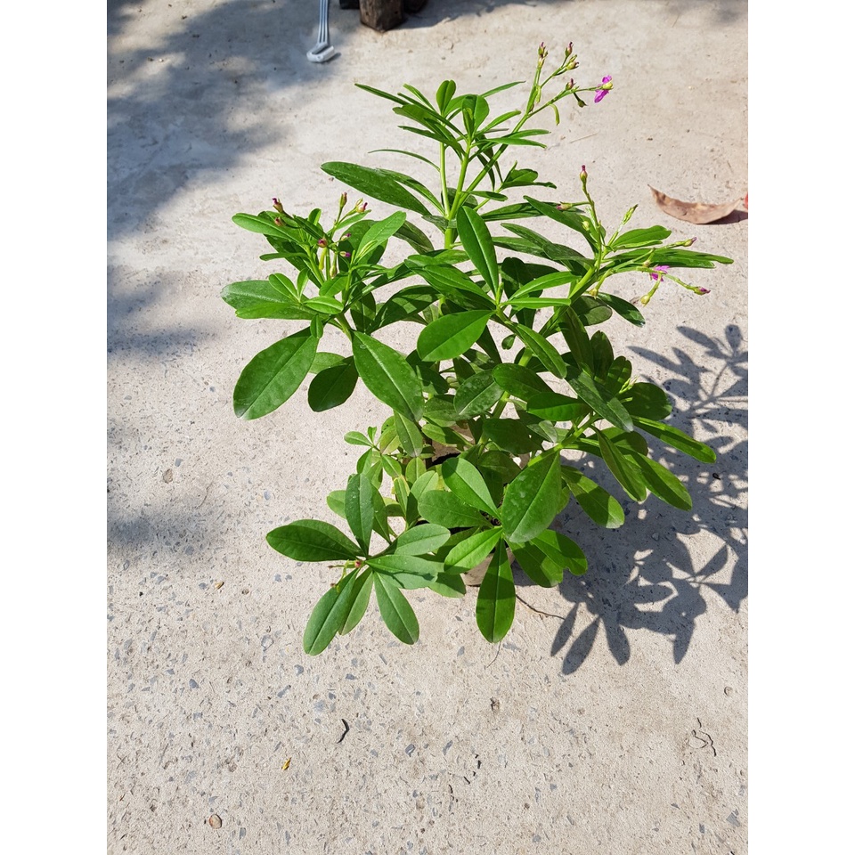 Hạt Giống Sâm Đất - (Talinum.Crassifolium,Willd) - 20 hạt