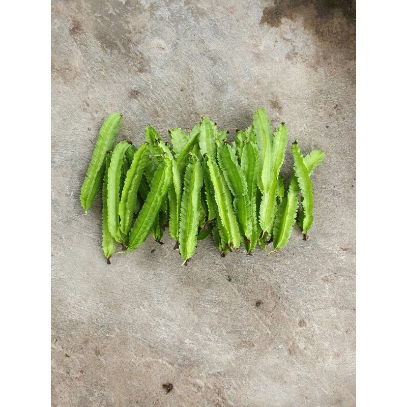 Hạt Giống Đậu Rồng Trang Nông 20gram