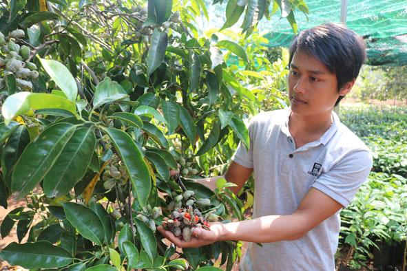 Cây giống dổi ghép trưởng thành cao 2m, ._cây giống 3 miền store
