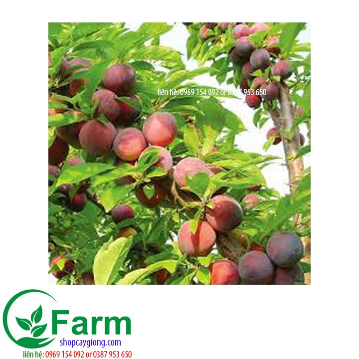 Cây giống cây mận tam hoa
