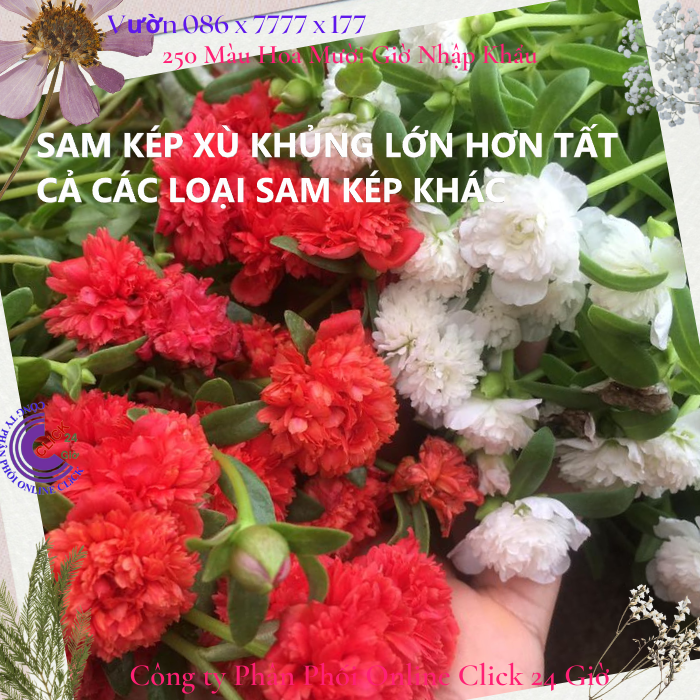 Hoa sam kép màu cam hoa mười giờ sam thái kép tuyệt đẹp 0776849238