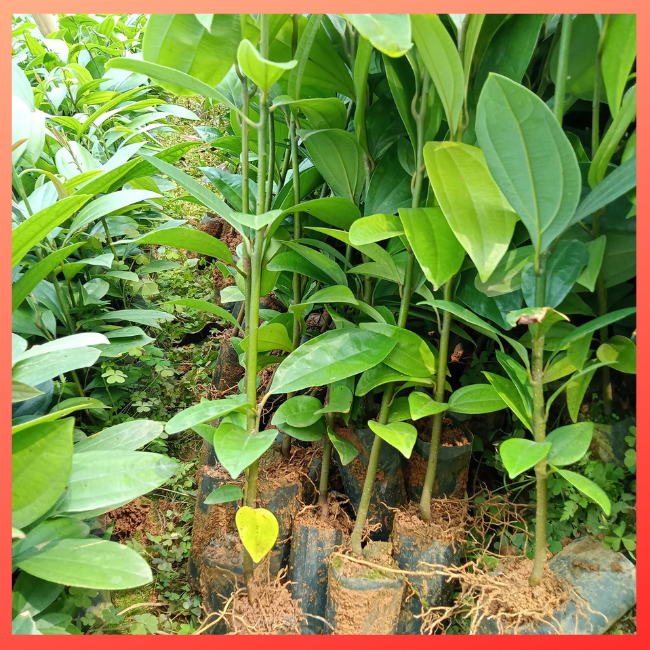 CÂY QUẾ GIỐNG CÂY CAO 40-50CM