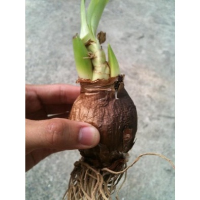 Củ hoa thiên nga mắt ngọc