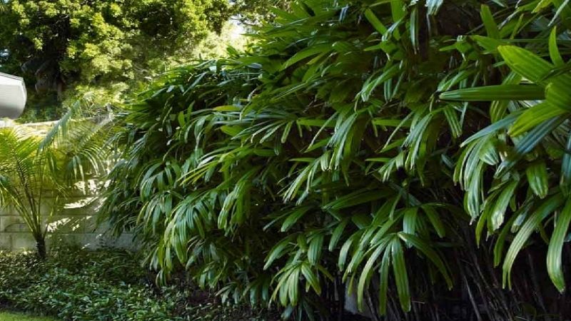 1 bụi trúc mây cây to đẹp
